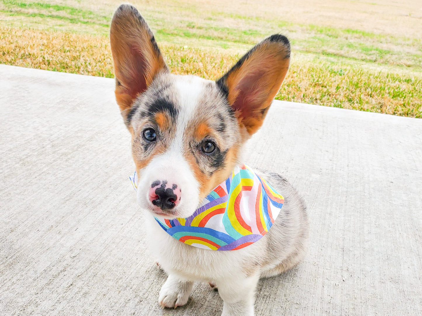 "Dissent Collar" Dog Bandana