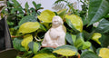 Buddha Watering Spike
