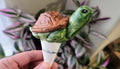 Turtle Plant Watering Spike