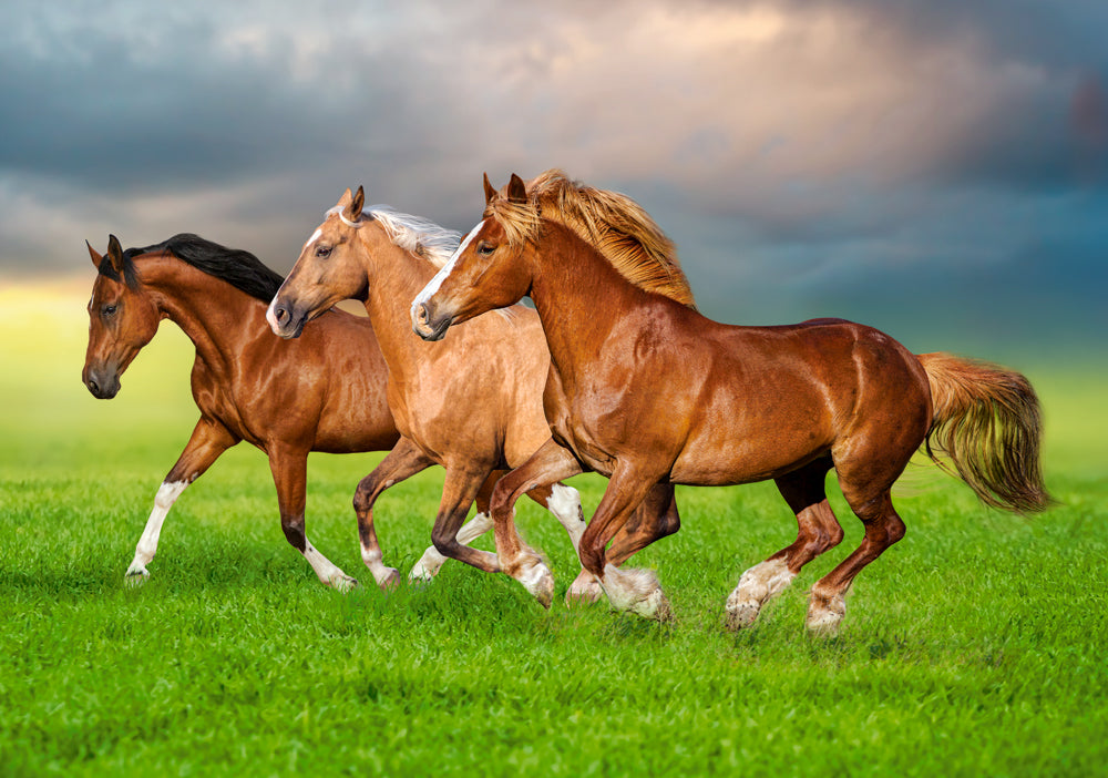 500 Piece Jigsaw Puzzle, Horses in Spring Rush, Animal puzzles, Power and beauty in motion, Adult Puzzle, Castorland B-54084