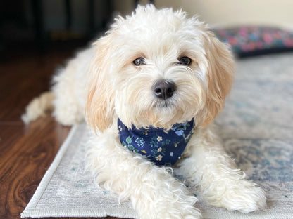 "Dissent Collar" Dog Bandana