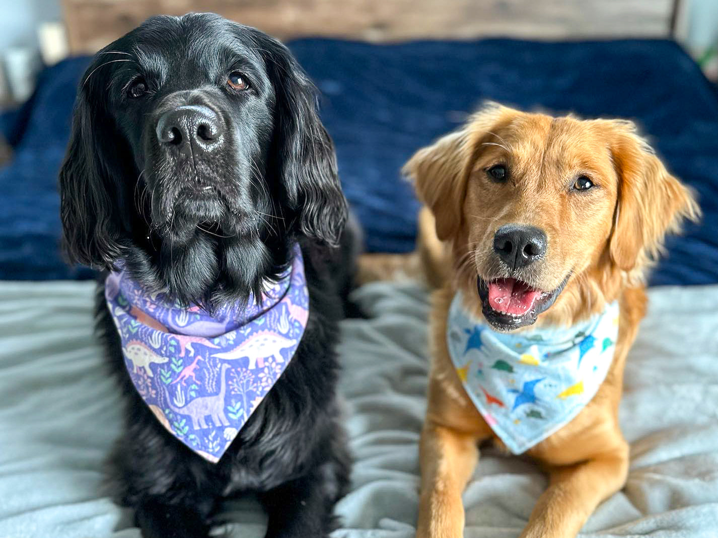 "Brown Turkeys" Dog Bandana