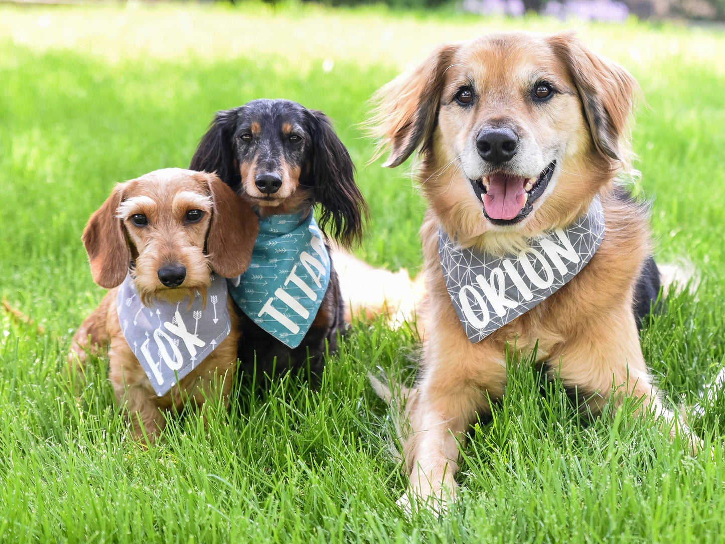 "Happy New Year" Dog Bandana