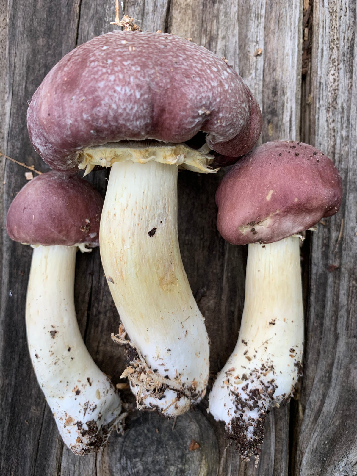 Wine Cap “Stropharia rugoso-anulata” Living Mulch