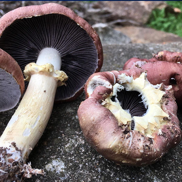 Wine Cap “Stropharia rugoso-anulata” Living Mulch