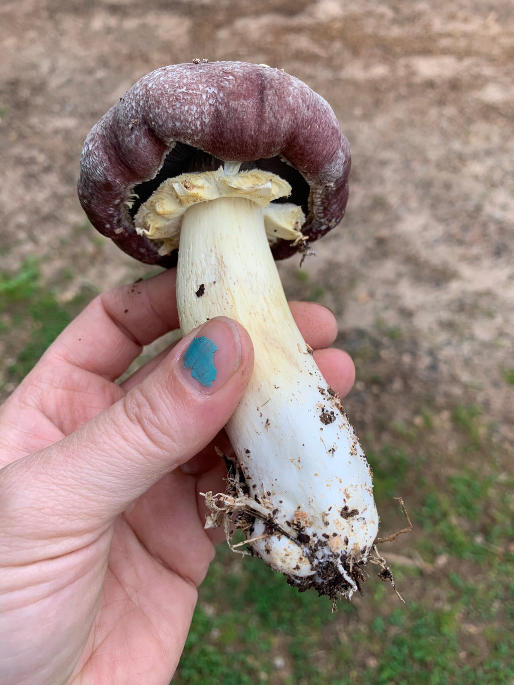 Wine Cap “Stropharia rugoso-anulata” Living Mulch