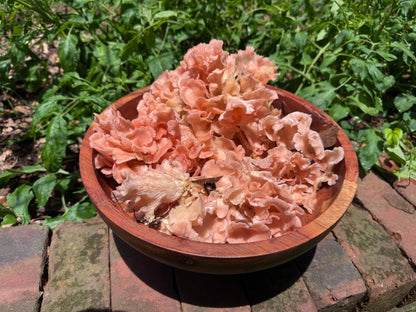 Pink Oyster MycoGarden Fruiting Kit  - (Pleurotus ostreatus)