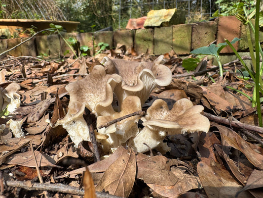 Tarragon Oyster MycoGarden Fruiting Kit  - (Pleurotus euosmus)