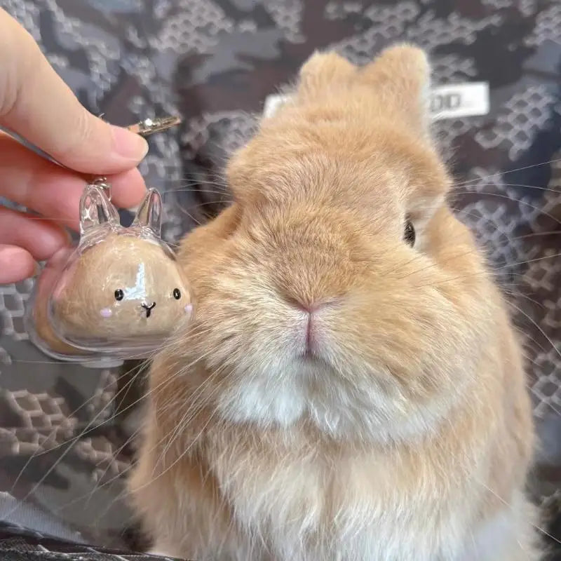 Cute Pet Hair Memorial Keychain | Transparent Storage Box Bag Pendant