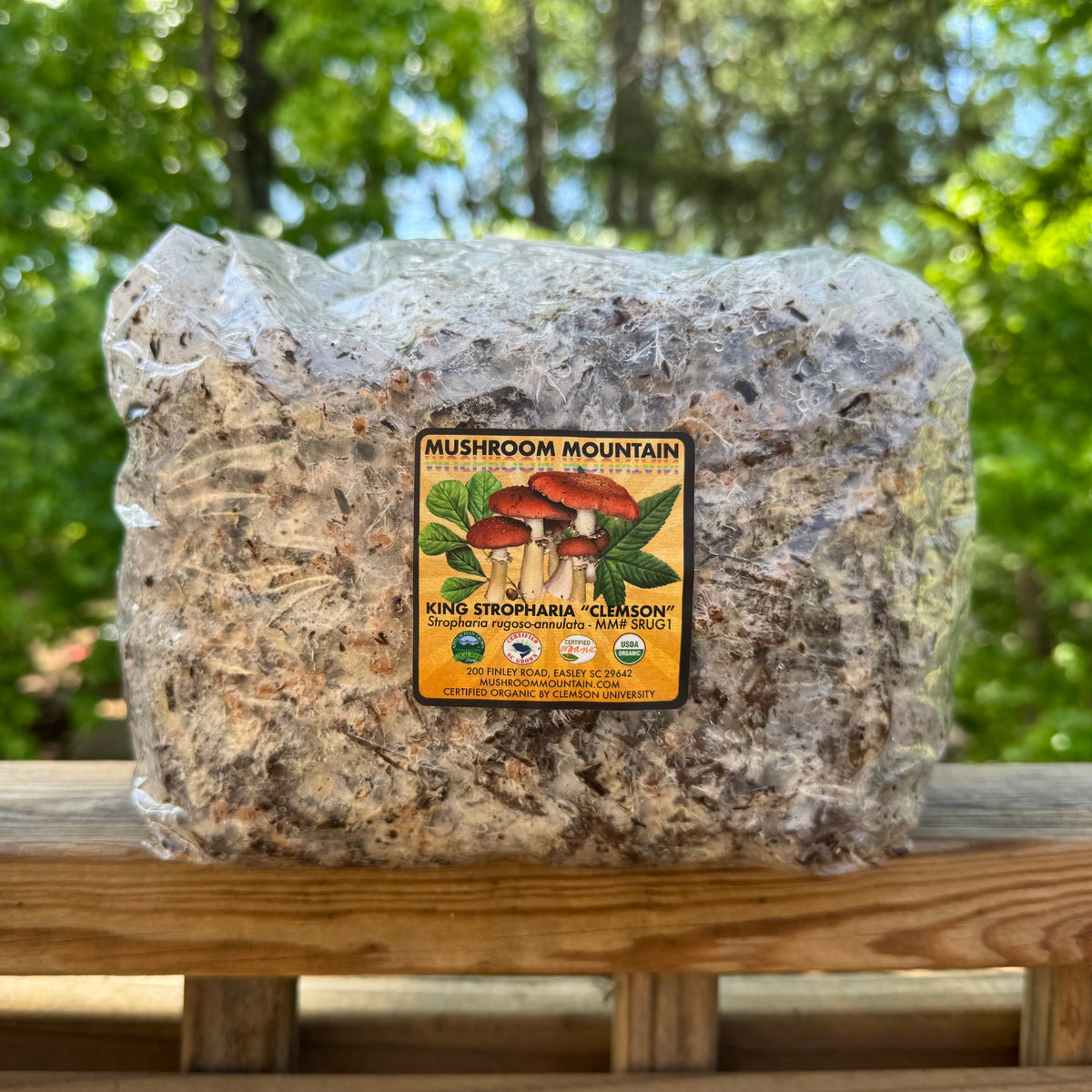 Wine Cap “Stropharia rugoso-anulata” Living Mulch
