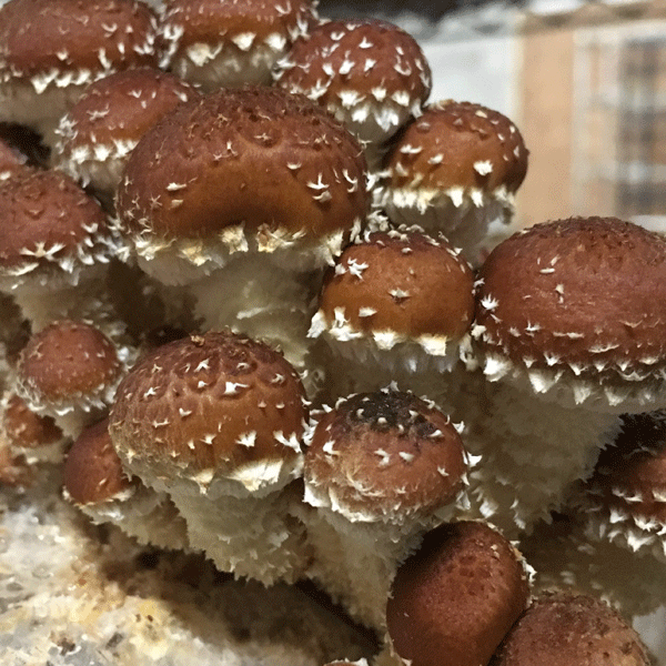 Chestnut MycoGarden Fruiting Kit - (Pholiota adiposa)