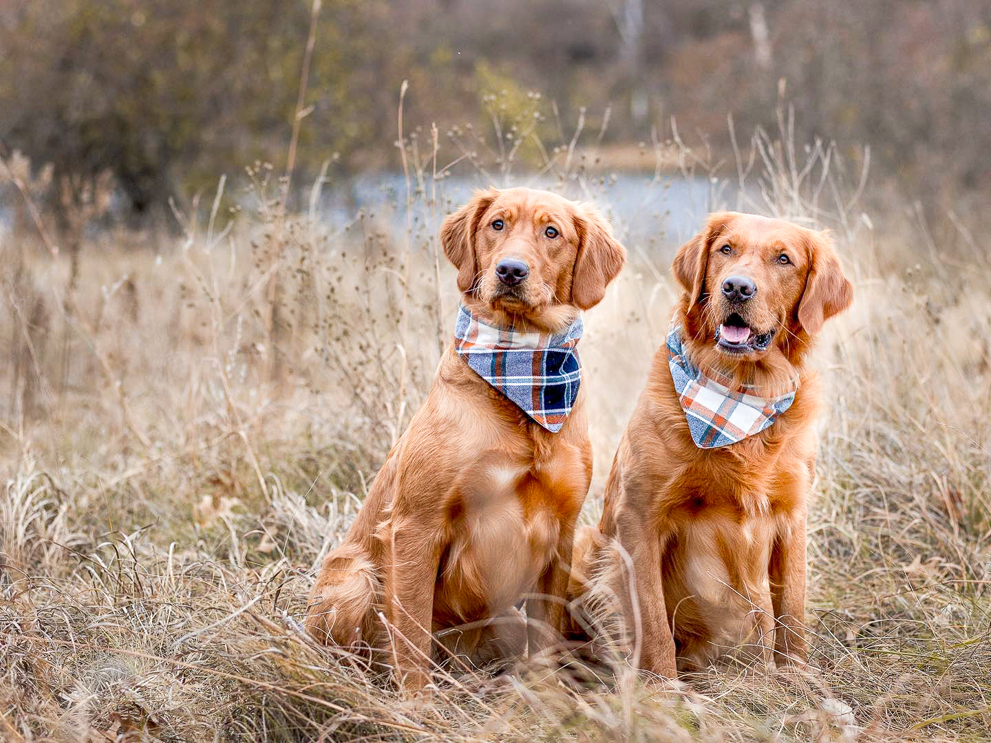 "Love is Love" Dog Bandana