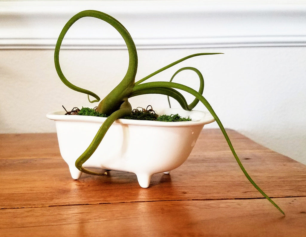 Small Bathtub Planter