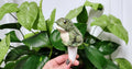 Frog Watering Spike