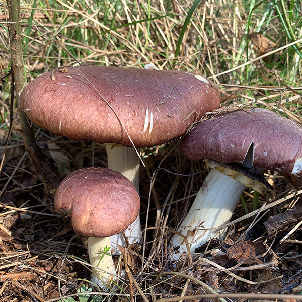 Wine Cap “Stropharia rugoso-anulata” Living Mulch