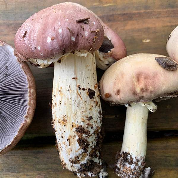 Wine Cap “Stropharia rugoso-anulata” Living Mulch