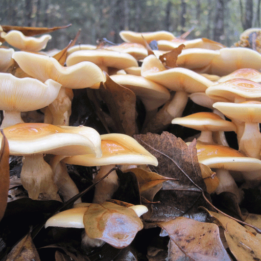 Nameko MycoGarden Fruiting Kit - (Pholiota nameko)